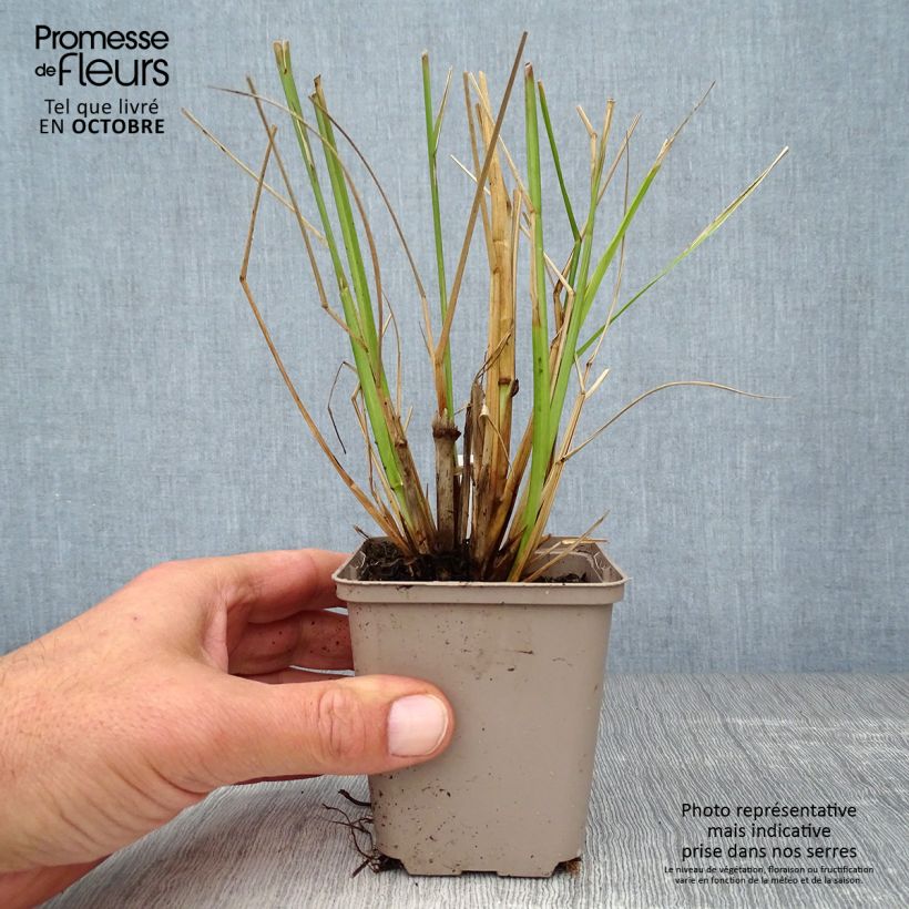 Exemplaar van Pennisetum alopecuroïdes Black Beauty - Lampenpoetsersgras Kweekpotje van 8/9 cm zoals geleverd in de herfst