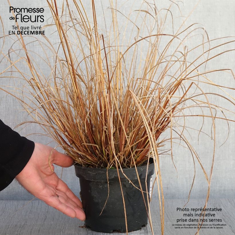 Exemplaar van Pennisetum alopecuroïdes Cassian - Lampenpoetsersgras Pot van 2 l/3 l zoals geleverd in de herfst