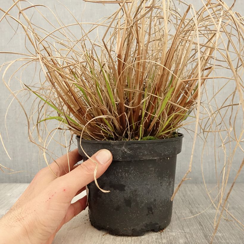 Exemplaar van Pennisetum alopecuroïdes Cassian - Lampenpoetsersgras Pot van 2 l/3 l zoals geleverd in de lente