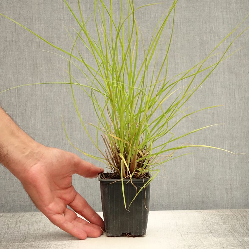 Exemplaar van Pennisetum alopecuroïdes Hameln Gold - Lampenpoetsersgras Kweekpotje van 8/9 cm zoals geleverd in de zomer