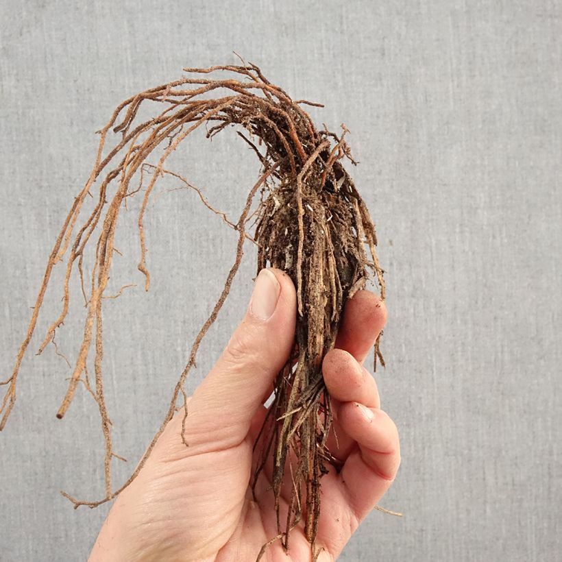 Exemplaar van Pennisetum alopecuroïdes Hameln - Lampenpoetsersgras Naakte wortel zoals geleverd in de winter
