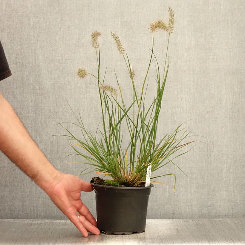 Exemplaar van Pennisetum alopecuroïdes Hameln - Lampenpoetsersgras Pot van 2 l/3 l zoals geleverd in de zomer