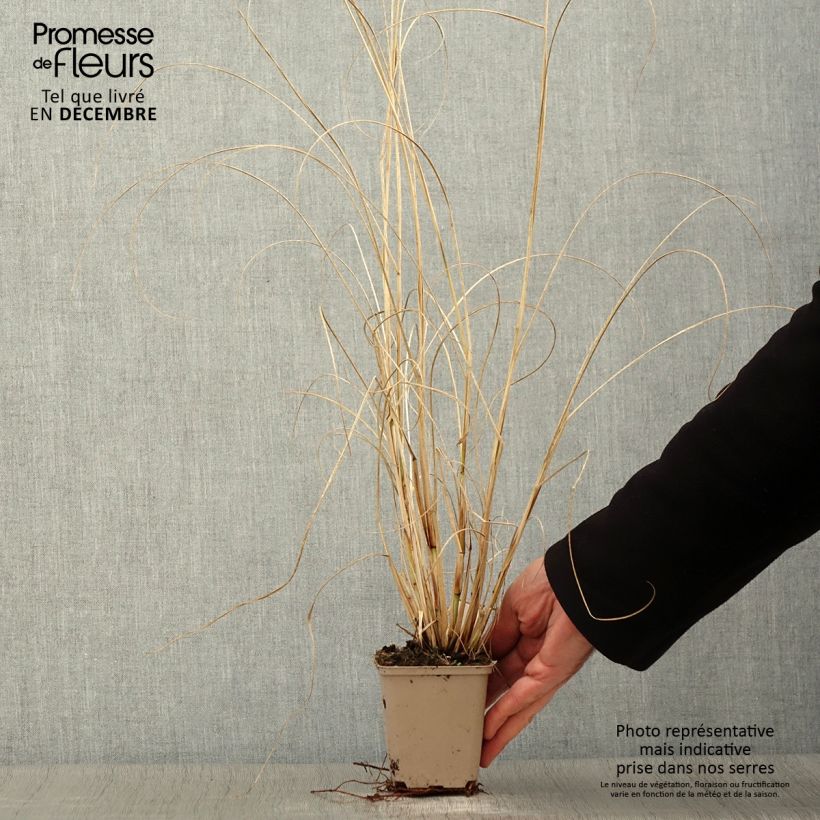 Exemplaar van Pennisetum alopecuroïdes Herbstzauber - Lampenpoetsersgras Kweekpotje van 8/9 cm zoals geleverd in de herfst