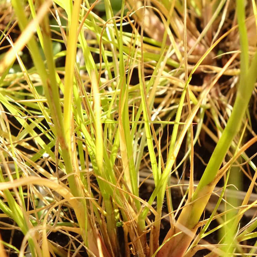 Pennisetum alopecuroïdes Japonicum - Lampenpoetsersgras (Blad)