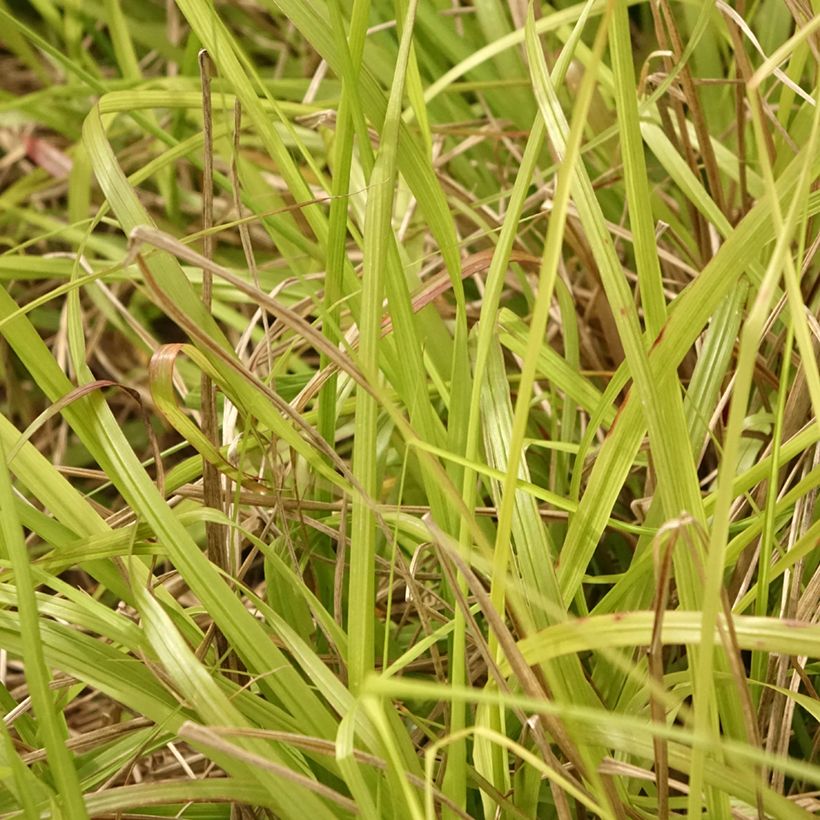 Pennisetum alopecuroïdes Lepage Gold - Lampenpoetsersgras (Blad)