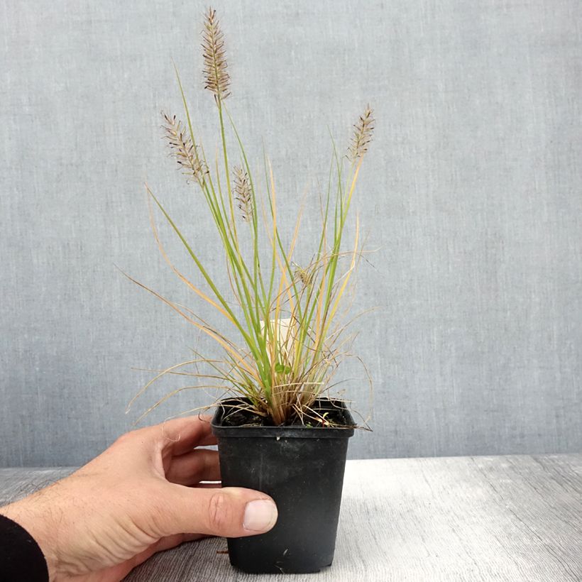 Exemplaar van Pennisetum alopecuroides Lumen Gold - Herbe aux écouvillons Godet de 8/9 cm zoals geleverd in de herfst