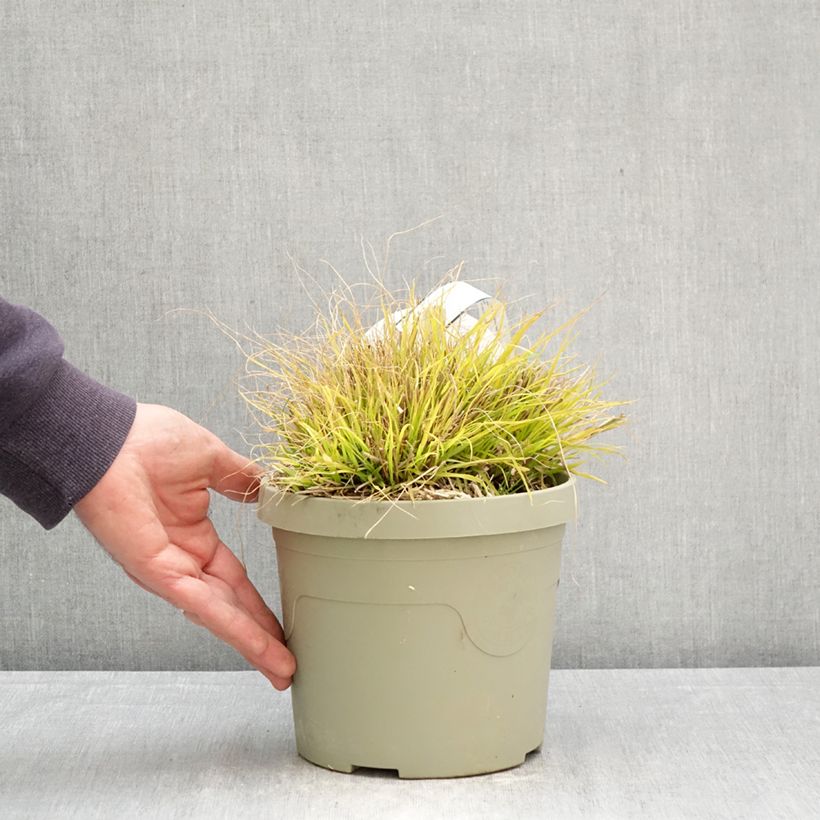 Exemplaar van Pennisetum alopecuroides Lumen Gold - Lampenpoetsersgras Pot van 3 l/4 l zoals geleverd in de lente