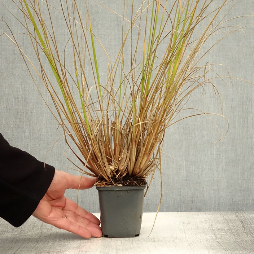 Exemplaar van Pennisetum alopecuroïdes Magic - Lampenpoetsersgras Kweekpotje van 8/9 cm zoals geleverd in de herfst