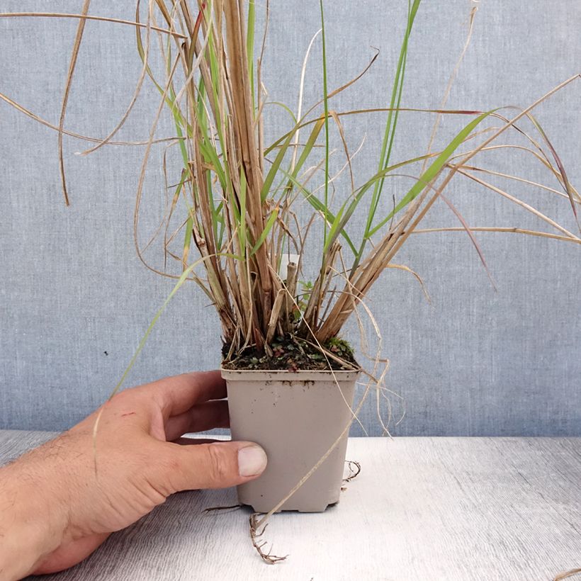 Exemplaar van Pennisetum alopecuroïdes National Arboretum - Lampenpoetsersgras Kweekpotje van 8/9 cm zoals geleverd in de zomer