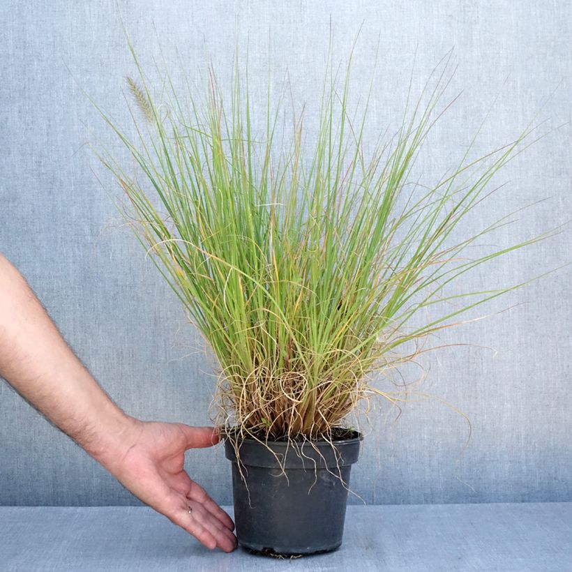 Exemplaar van Pennisetum alopecuroïdes National Arboretum - Lampenpoetsersgras Pot van 3 l/4 l zoals geleverd in de zomer