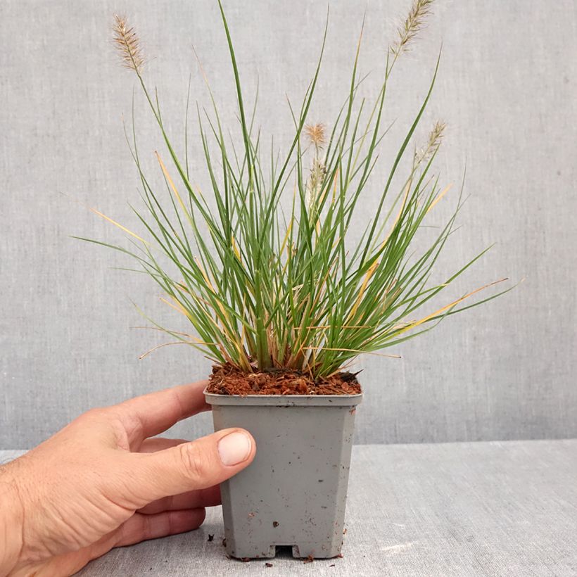 Exemplaar van Pennisetum Piglet alopecuroïdes - Lampenpoetsersgras Kweekpotje van 8/9 cm zoals geleverd in de herfst