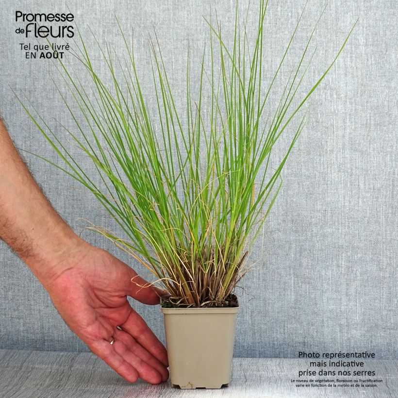 Exemplaar van Pennisetum Piglet alopecuroïdes - Lampenpoetsersgras Kweekpotje van 8/9 cm zoals geleverd in de zomer