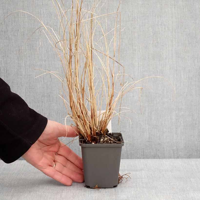 Example of Pennisetum Piglet alopecuroïdes - Lampenpoetsersgras Kweekpotje van 8/9 cm as you get in hiver