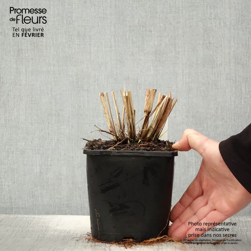Example of Pennisetum alopecuroïdes Red Head - Lampenpoetsersgras Pot van 2 l/3 l as you get in hiver