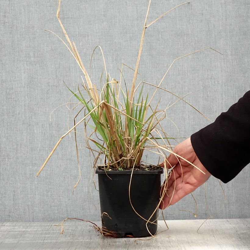 Exemplaar van Pennisetum alopecuroïdes Red Head - Lampenpoetsersgras Pot van 2 l/3 l zoals geleverd in de lente