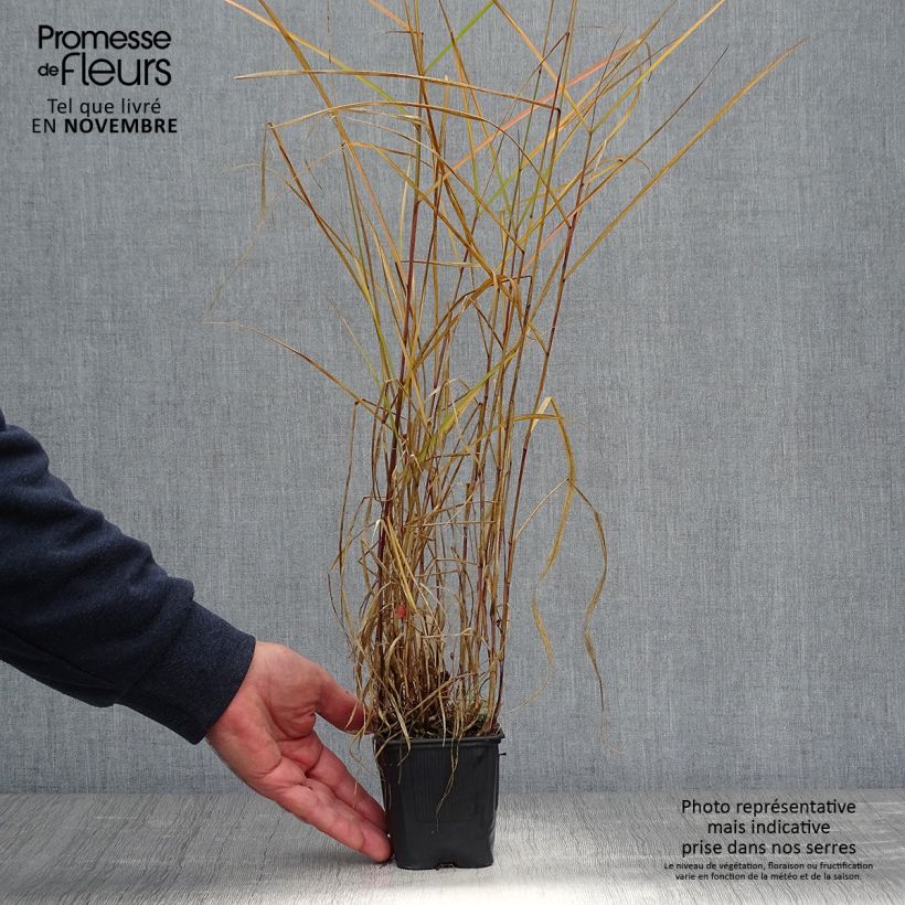 Exemplaar van Pennisetum incomptum - Lampenpoetsersgras Kweekpotje van 8/9 cm zoals geleverd in de herfst