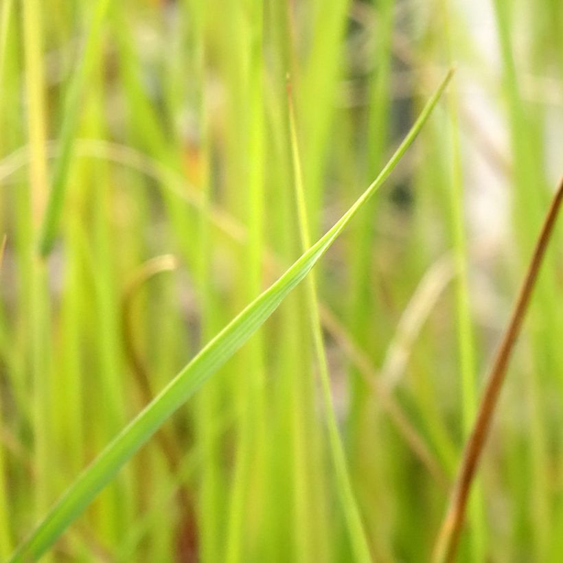 Pennisetum macrourum - Lampenpoetsersgras (Blad)