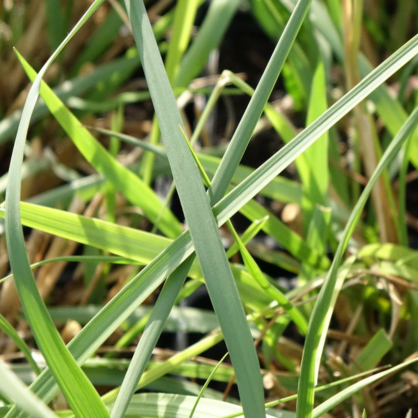 Pennisetum macrourum White Lancer - Lampenpoetsersgras (Blad)