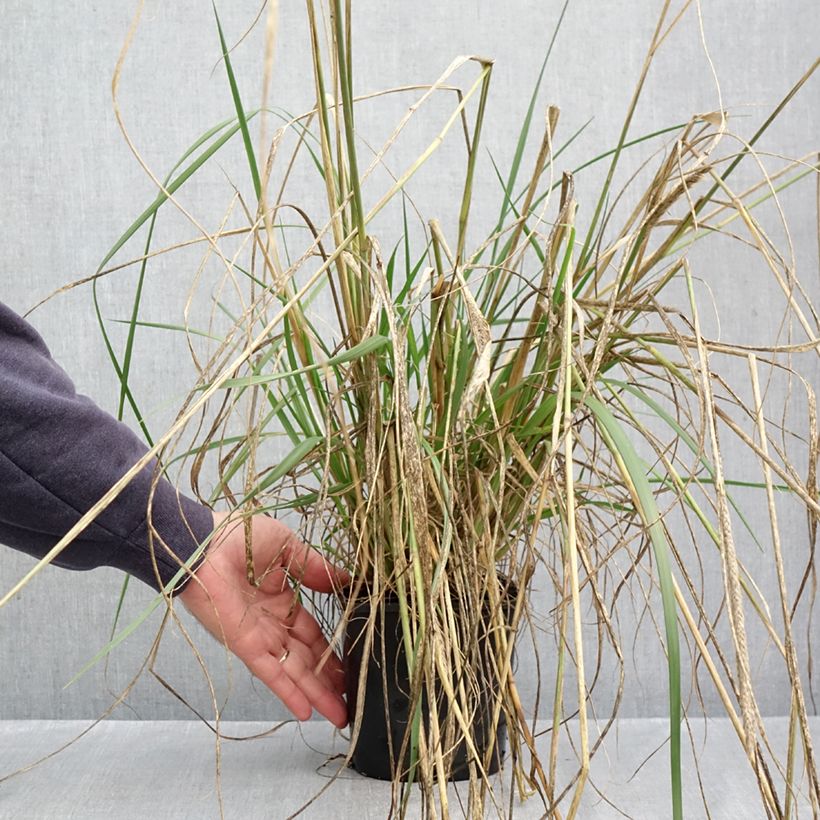 Exemplaar van Pennisetum macrourum White Lancer - Lampenpoetsersgras Pot van 1,5 l/2 l zoals geleverd in de herfst