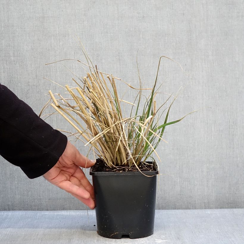 Example of Pennisetum macrourum White Lancer - Herbe aux écouvillons Pot van 1,5 l/2 l as you get in hiver