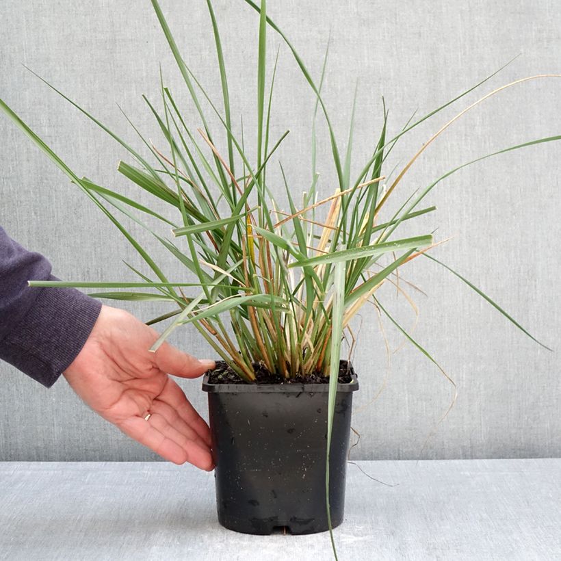 Exemplaar van Pennisetum macrourum White Lancer - Lampenpoetsersgras Pot van 1,5 l/2 l zoals geleverd in de lente