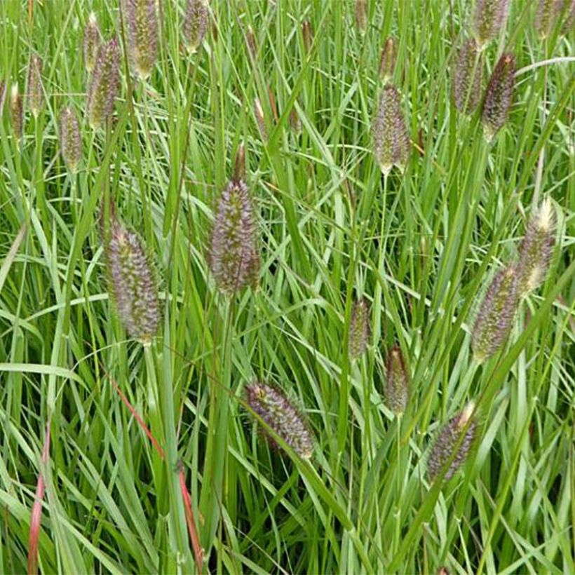 Pennisetum massaicum Red Bunny Tail - Lampenpoetsersgras (Flowering)
