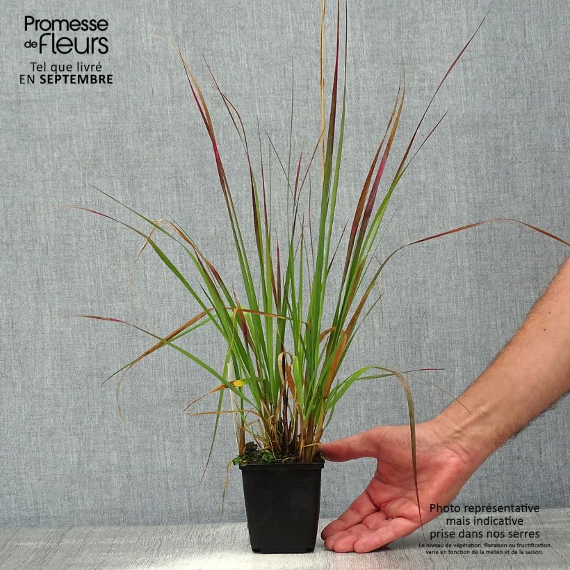Exemplaar van Pennisetum massaicum Red Bunny Tail - Lampenpoetsersgras Kweekpotje van 8/9 cm zoals geleverd in de zomer