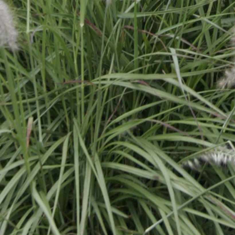 Pennisetum orientale - Lampenpoetsersgras (Foliage)