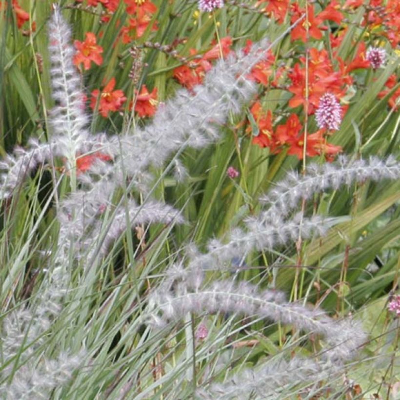 Pennisetum orientale - Lampenpoetsersgras (Flowering)