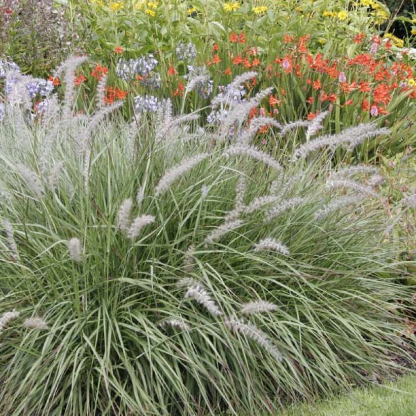 Pennisetum orientale - Lampenpoetsersgras (Plant habit)