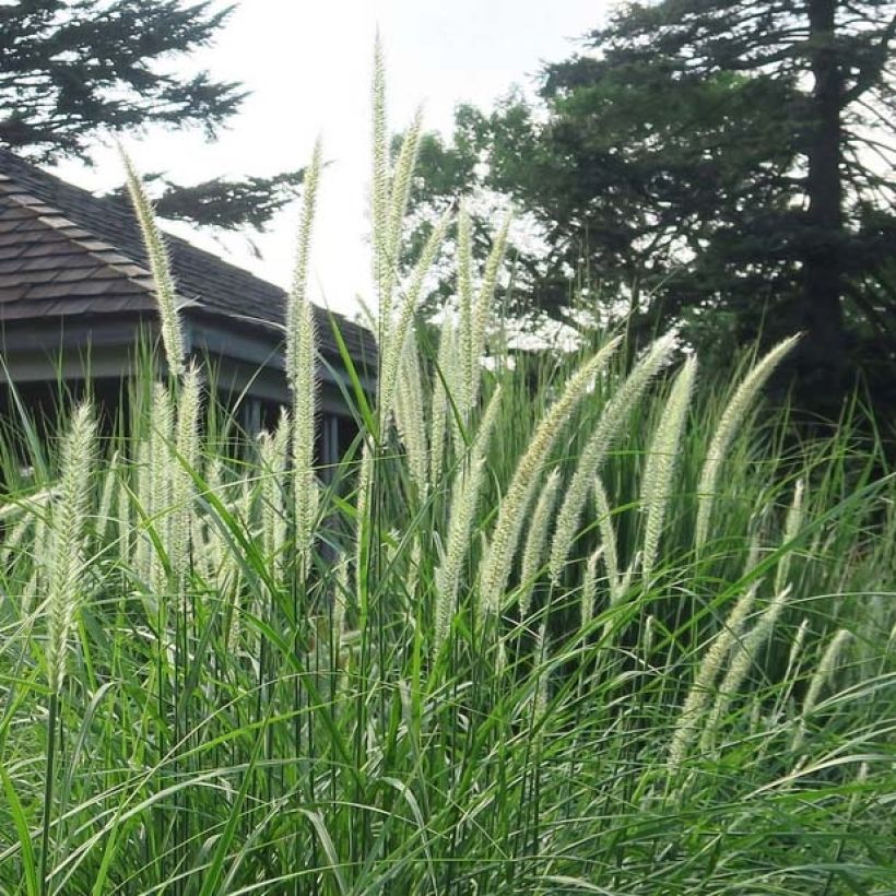 Pennisetum orientale Fairy Tails - Lampenpoetsersgras (Flowering)