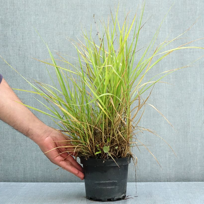 Exemplaar van Pennisetum orientale Fairy Tails - Lampenpoetsersgras Pot van 2 l/3 l zoals geleverd in de zomer