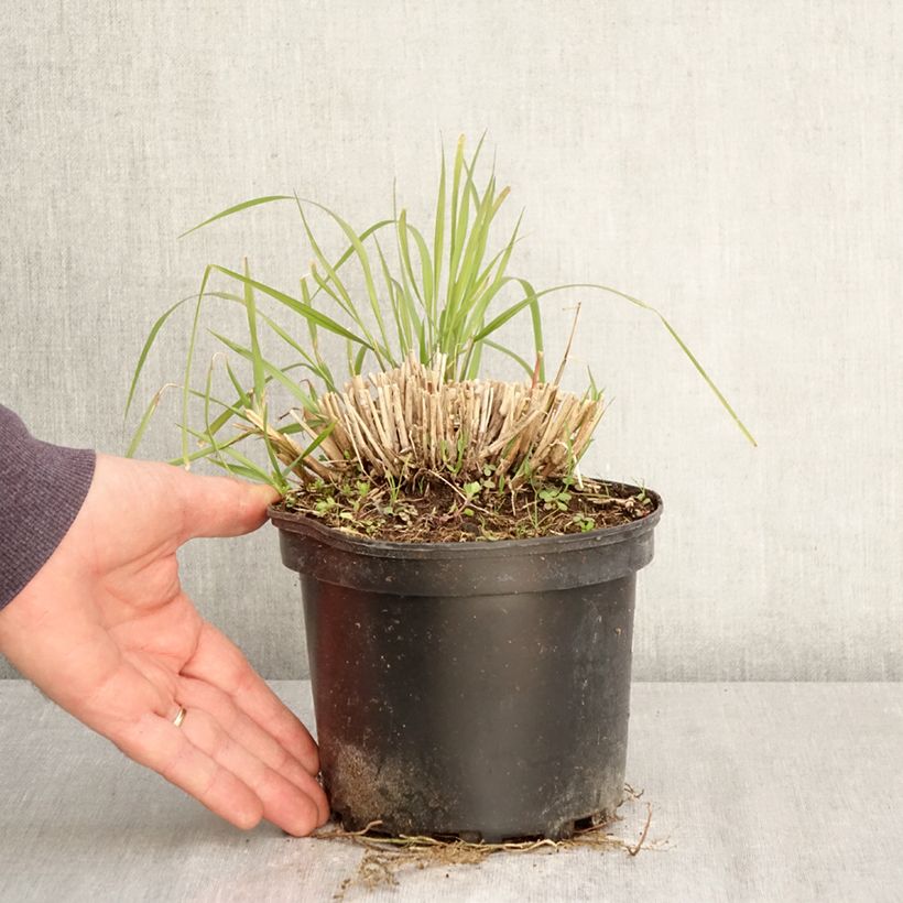 Exemplaar van Pennisetum orientale Fairy Tails - Lampenpoetsersgras Pot van 2 l/3 l zoals geleverd in de lente