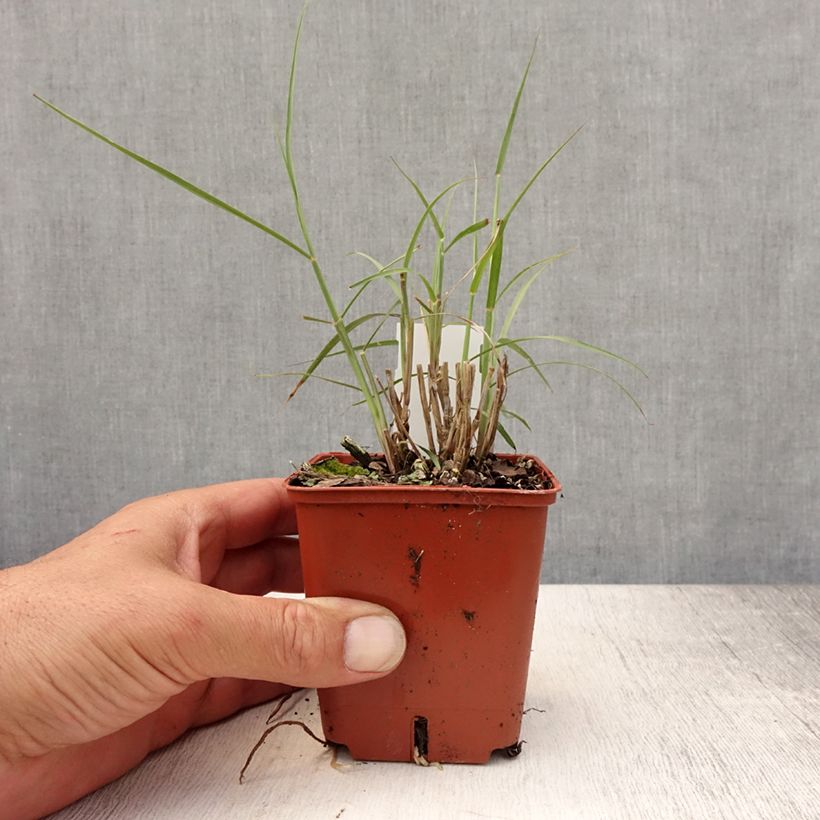Exemplaar van Pennisetum orientale JS Dance With Me - Lampenpoetsersgras Kweekpotje van 8/9 cm zoals geleverd in de zomer