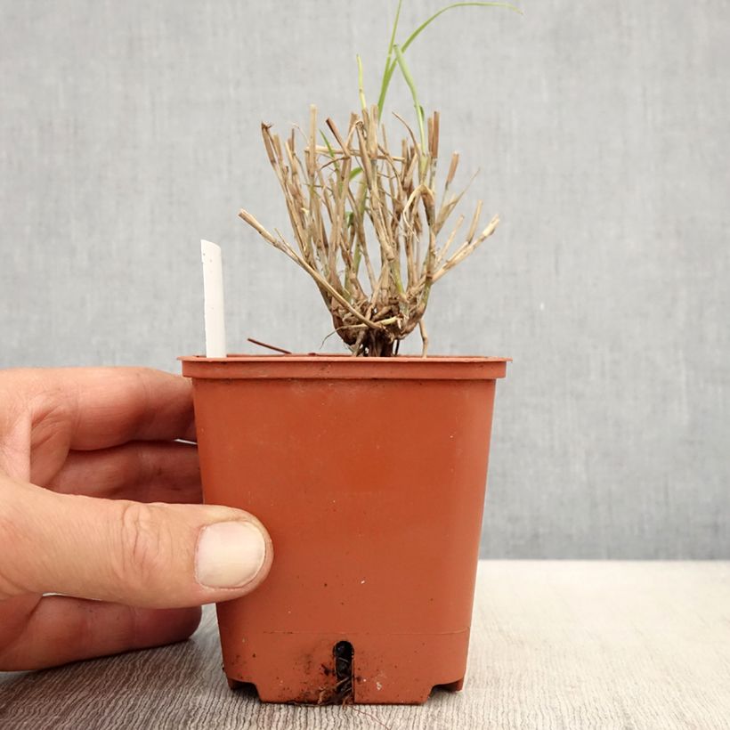 Exemplaar van Pennisetum orientale JS Dance With Me - Lampenpoetsersgras Kweekpotje van 8/9 cm zoals geleverd in de lente