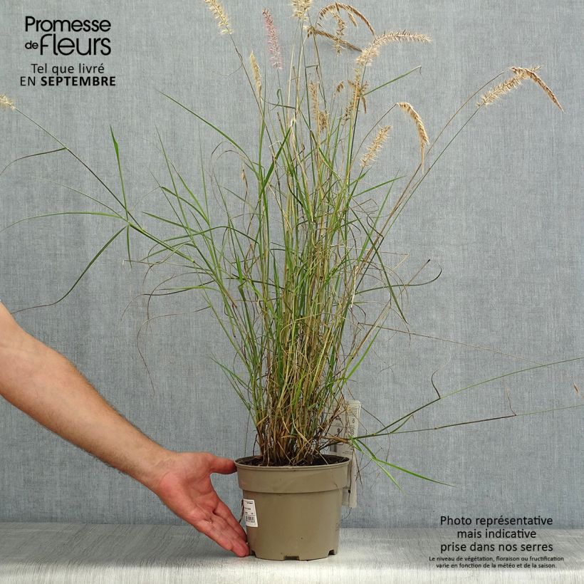 Exemplaar van Pennisetum orientale Karley Rose - Lampenpoetsersgras Pot van 2 l/3 l zoals geleverd in de zomer