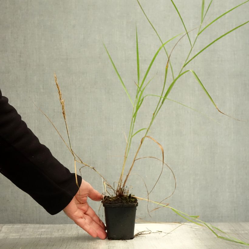 Exemplaar van Pennisetum orientale Shogun - Lampenpoetsersgras Kweekpotje van 8/9 cm zoals geleverd in de herfst