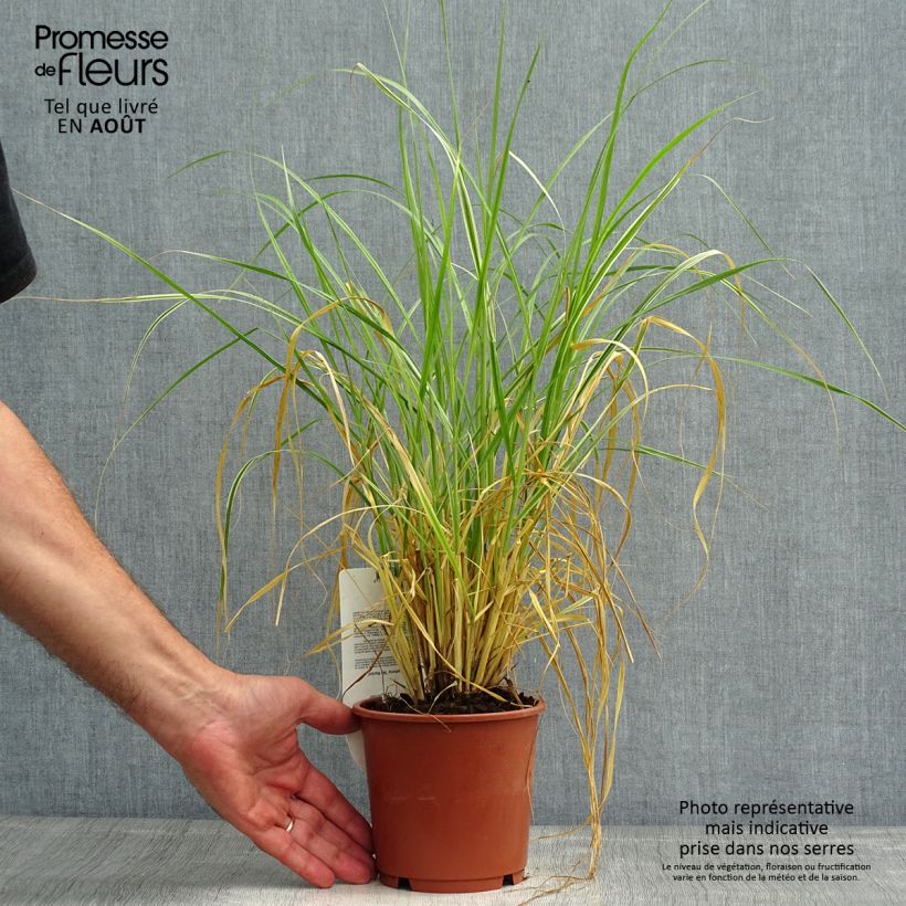 Exemplaar van Pennisetum setaceum Skyrocket - Lampenpoetsersgras Pot van 1 l/1,5 l zoals geleverd in de zomer