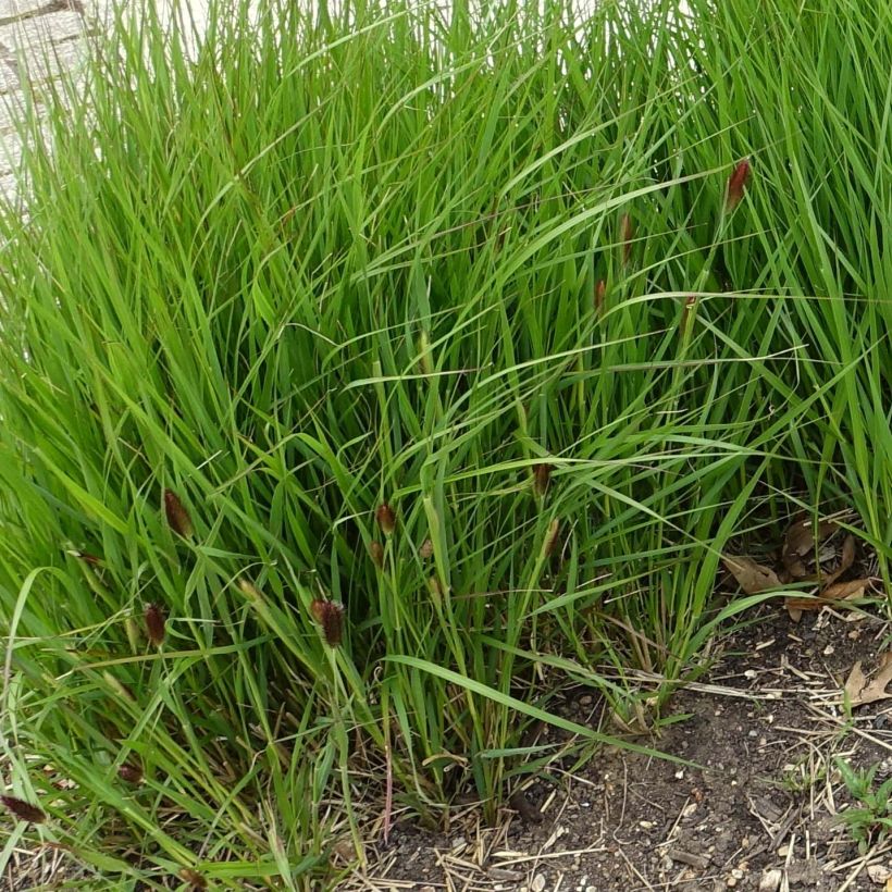 Pennisetum thunbergii - Lampenpoetsersgras (Plant habit)