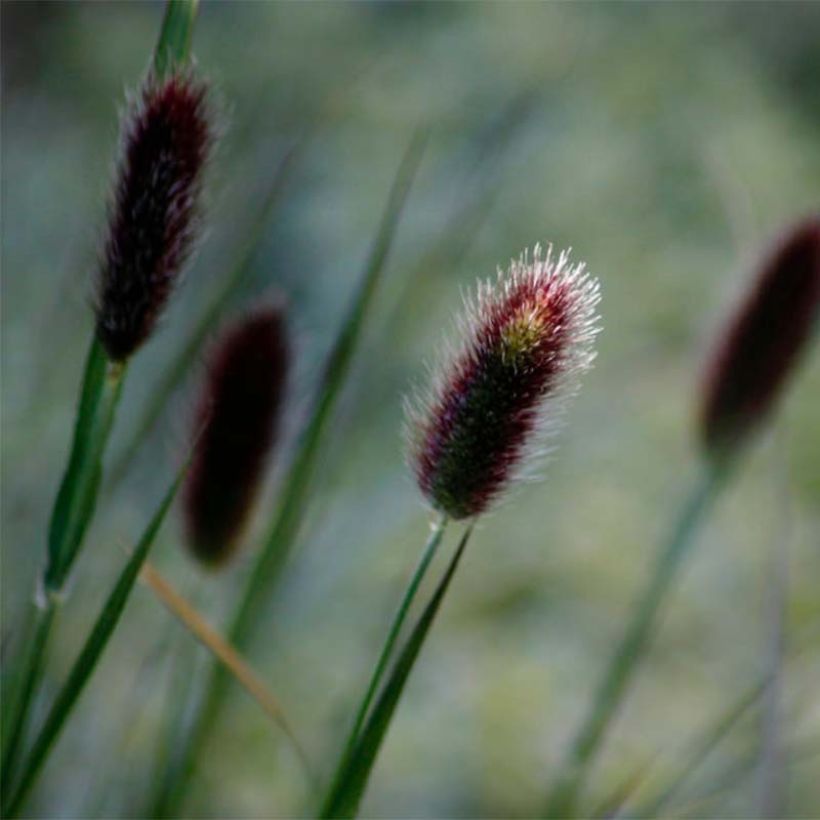 Pennisetum thunbergii - Lampenpoetsersgras (Flowering)