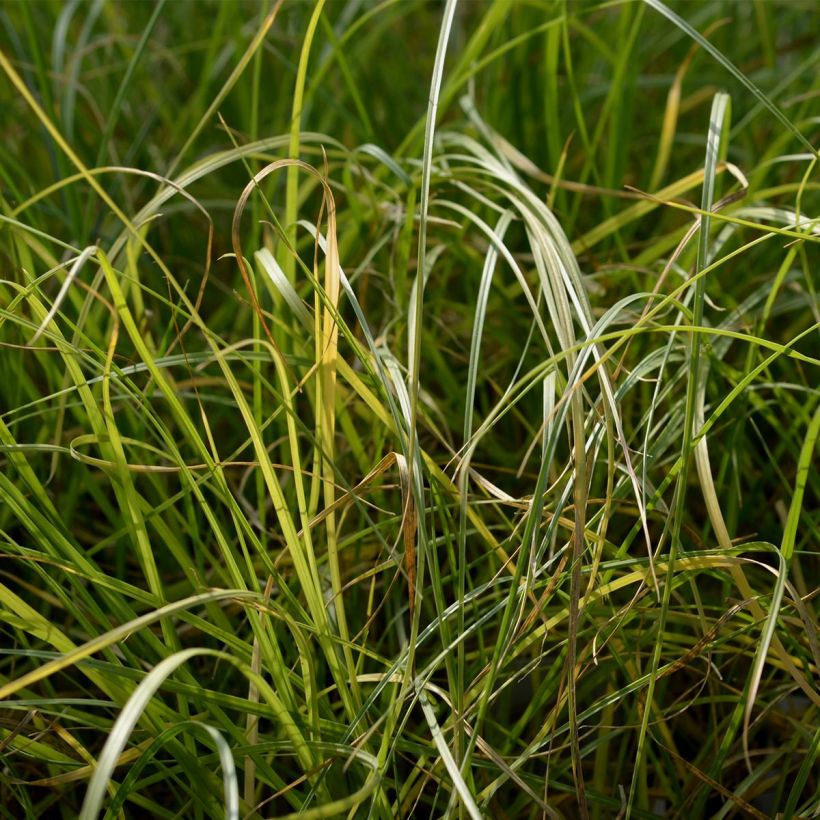 Pennisetum villosum - Lampenpoetsersgras (Blad)