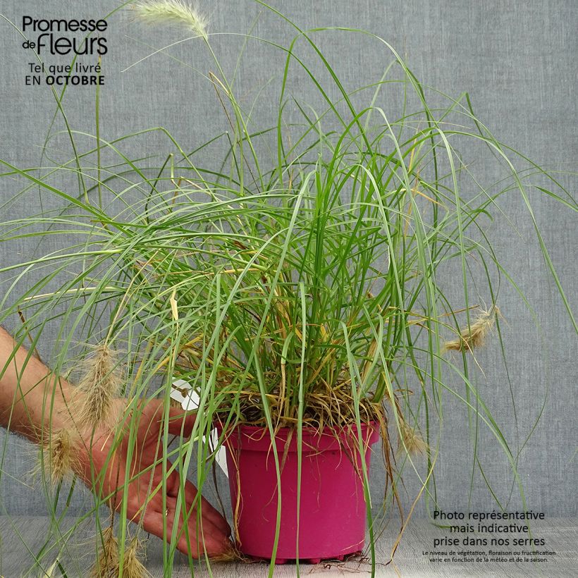 Exemplaar van Pennisetum villosum - Lampenpoetsersgras Pot van 2 l/3 l zoals geleverd in de herfst