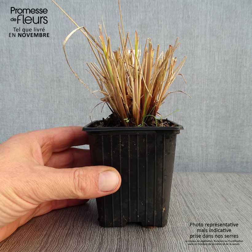 Exemplaar van Pennisetum Windy Simonette - Lampenpoetsersgras Kweekpotje van 8/9 cm zoals geleverd in de herfst