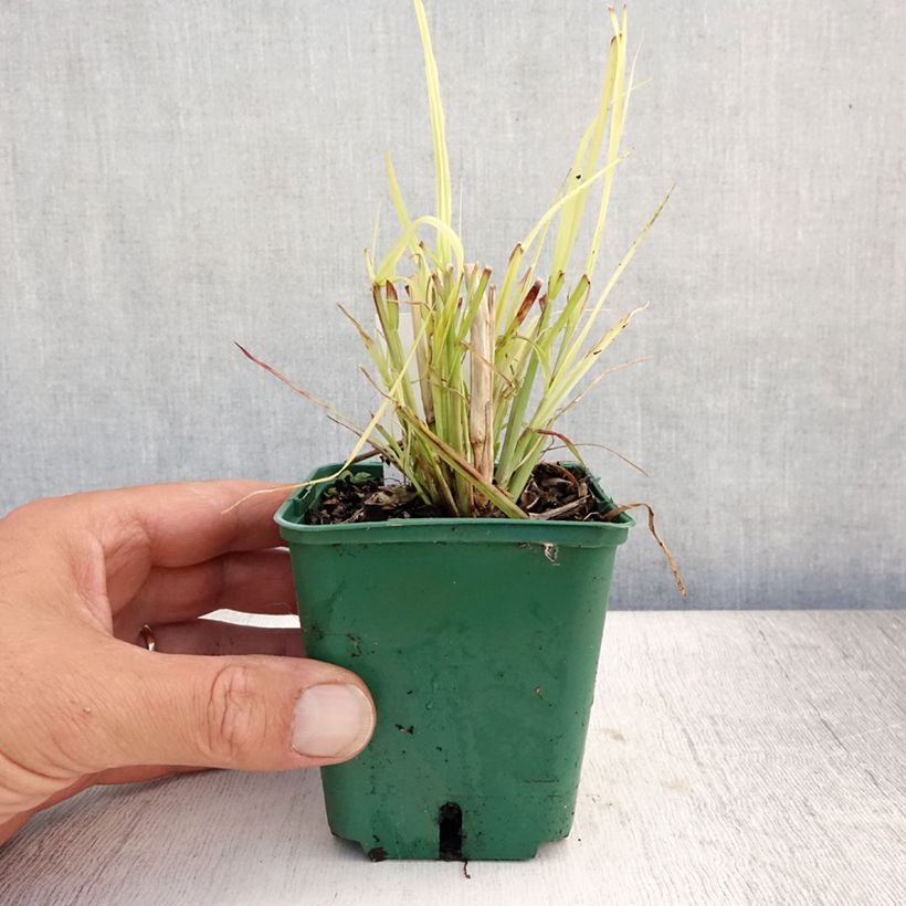 Exemplaar van Pennisetum Windy Simonette - Lampenpoetsersgras Kweekpotje van 8/9 cm zoals geleverd in de zomer