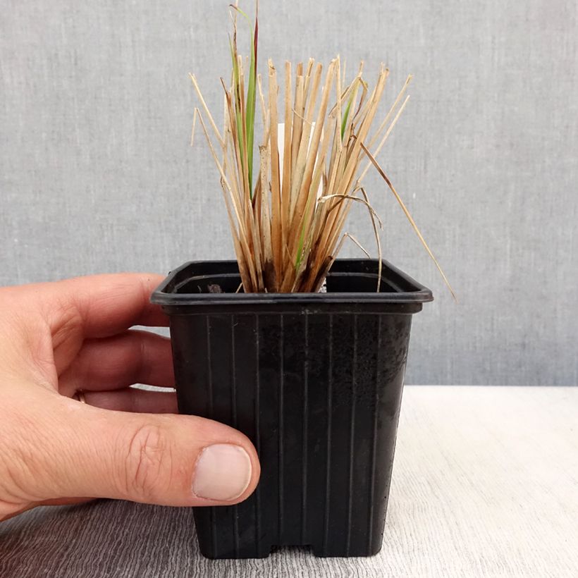 Exemplaar van Pennisetum Windy Simonette - Lampenpoetsersgras Kweekpotje van 8/9 cm zoals geleverd in de lente