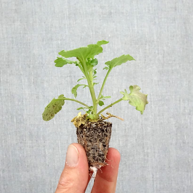 Exemplaar van Viola wittrockiana Frizzle Oranje - Grootbloemige violen met golvende bloemblaadjes Kluitplant: kluit 3,8 cm x 3,2 cm in een tray voor 16 planten zoals geleverd in de herfst