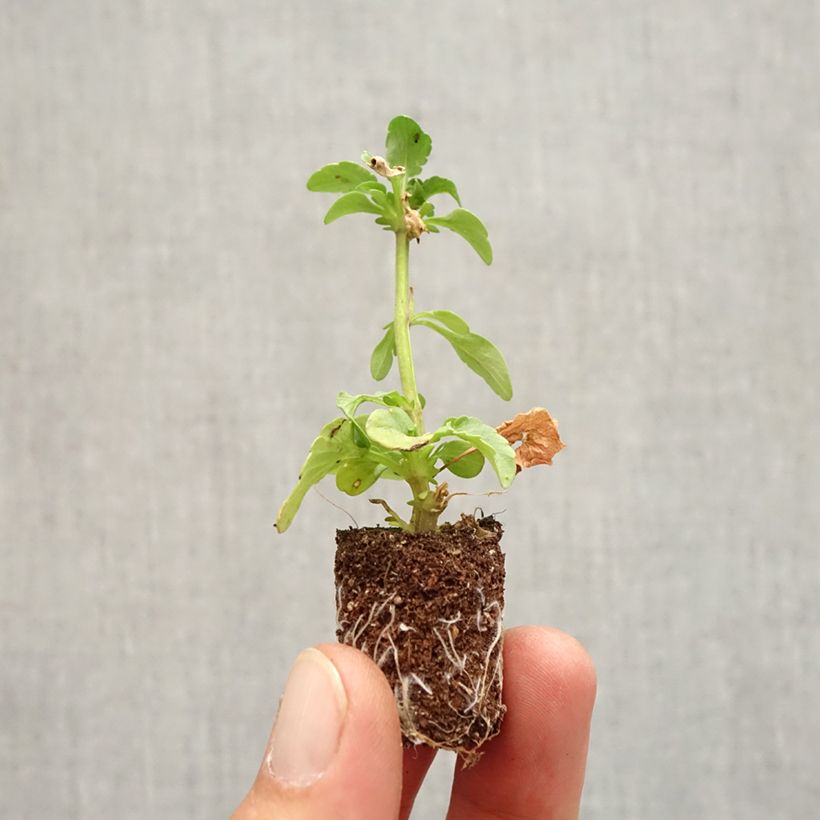 Exemplaar van Viola wittrockiana Ruffles Dark Heart - Grootbloemige viool dubbel Mini-mot Ø 1,5/2,5 cm zoals geleverd in de herfst