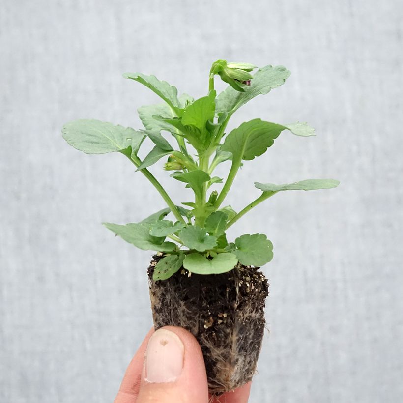 Exemplaar van Viola wittrockiana F1 Carrera Rose Blotch Kluitplant: kluit 3,8 cm x 3,2 cm in een tray voor 16 planten zoals geleverd in de herfst