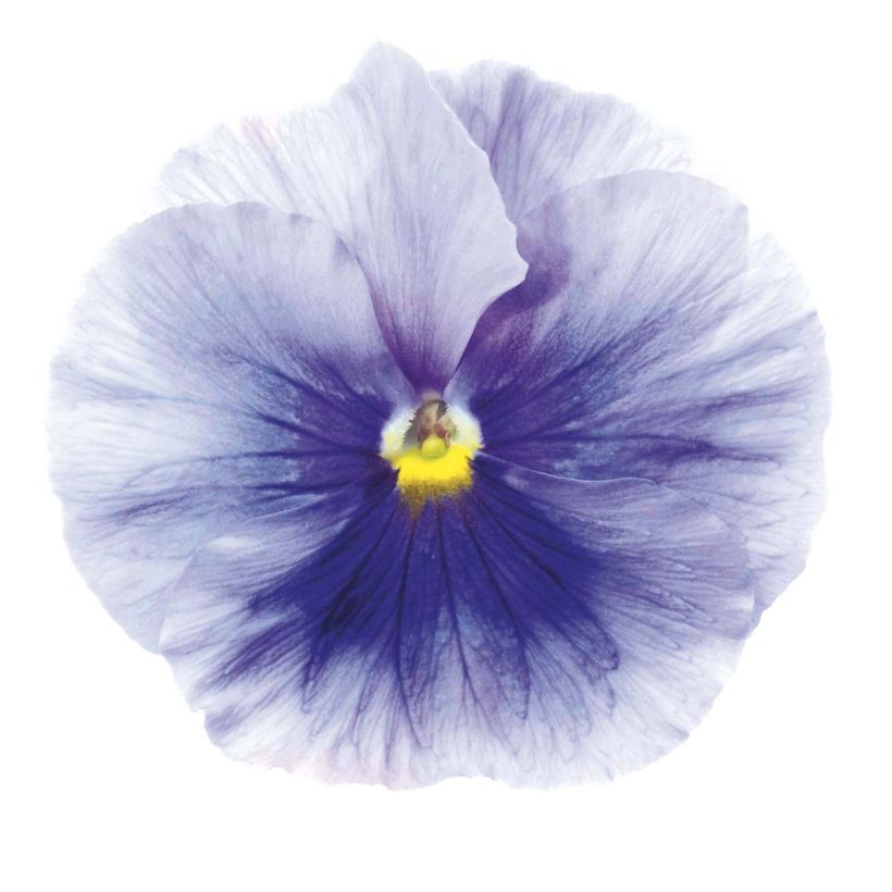 Viola wittrockiana Inspire Silver Blue - Grootbloemige viool (Bloei)