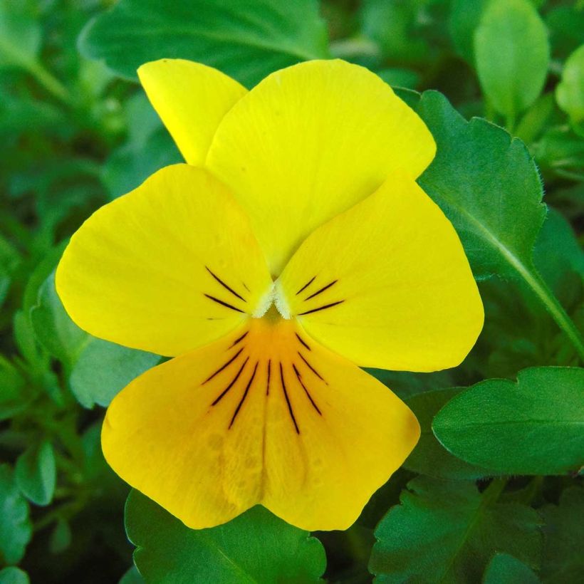 Viola wittrockiana Cool Wave Golden Yellow - Hangende/spreidende grootbloemige viool (Bloei)
